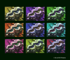 Giant clam. by Bea & Stef Primatesta 